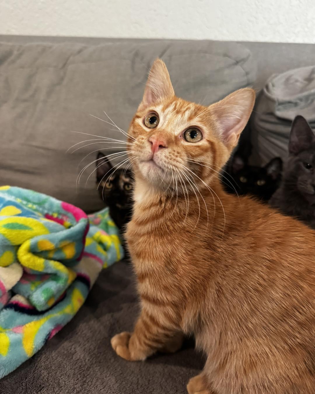 Enlarge Phoenix, an adopted Domestic Short Hair in Guthrie, OK image 1/4