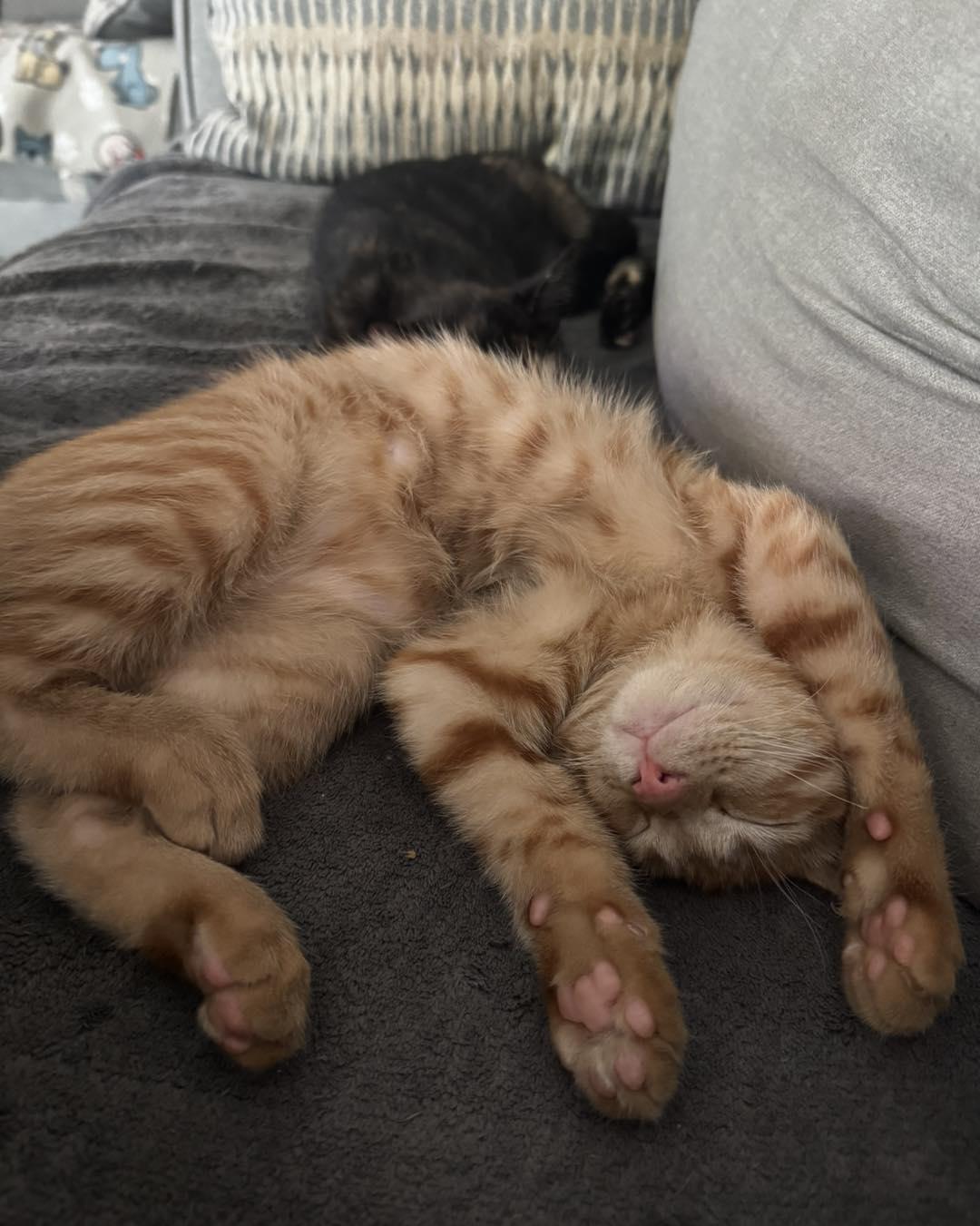 Enlarge Phoenix, an adopted Domestic Short Hair in Guthrie, OK image 2/4