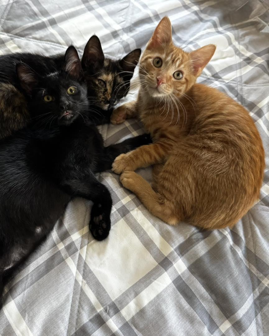 Enlarge Phoenix, an adopted Domestic Short Hair in Guthrie, OK image 4/4