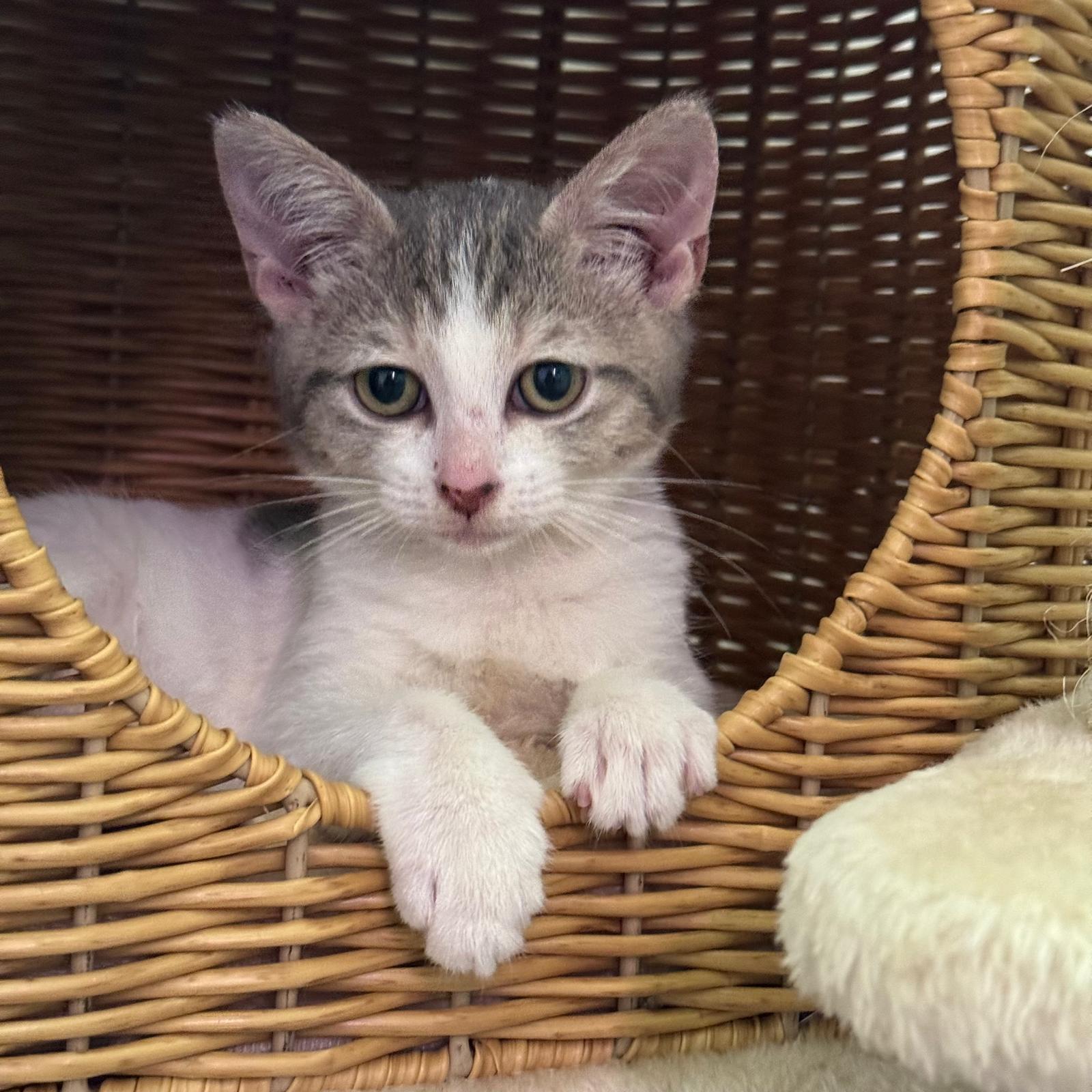 Enlarge Fern, a Adoptable Domestic Short Hair in Jacksonville , FL image 4/4