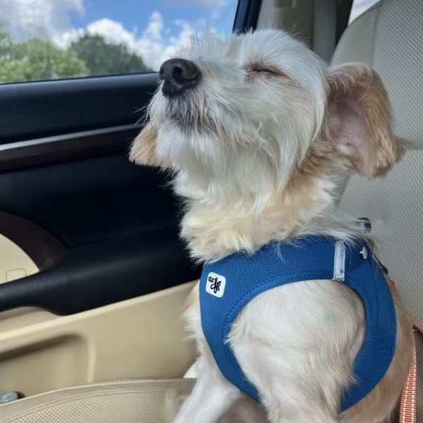 Ryder, ADOPTABLE, Adult Male Schnauzer & Poodle.