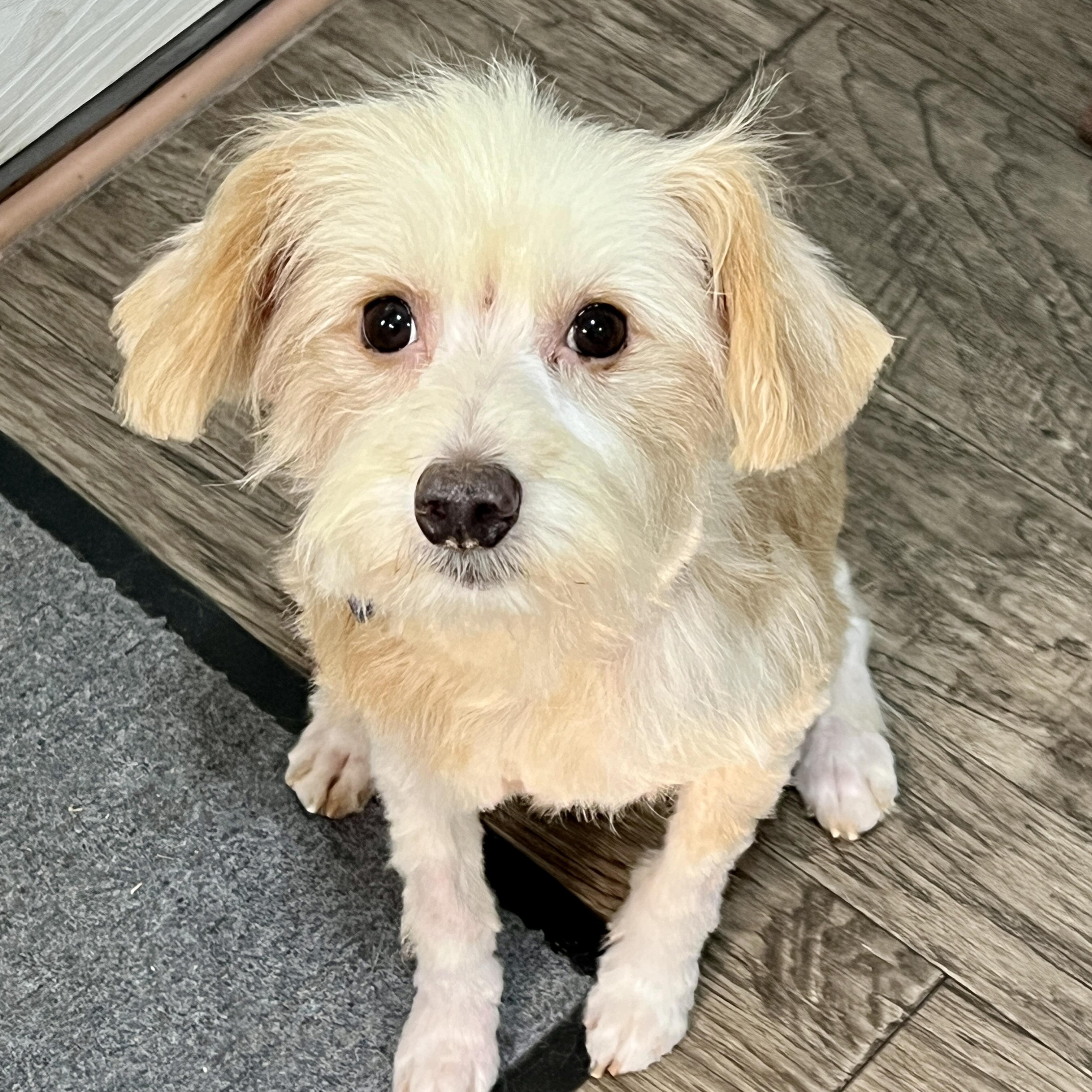 Ryder, a ADOPTABLE mixed breed in High Point, NC image 3/6