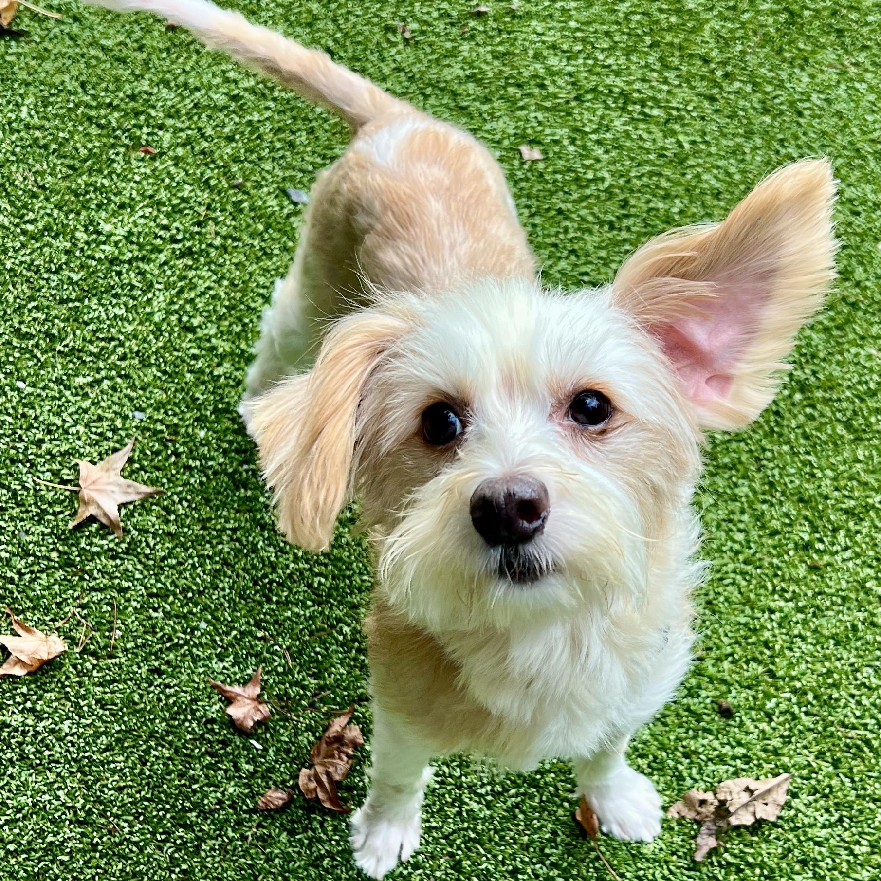 Ryder, a ADOPTABLE mixed breed in High Point, NC image 2/6