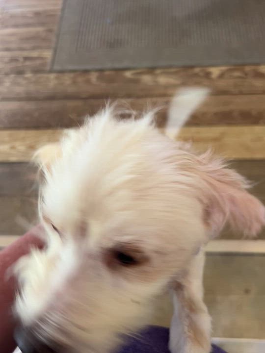 Enlarge Ryder, a ADOPTABLE mixed breed in High Point, NC video 6/6