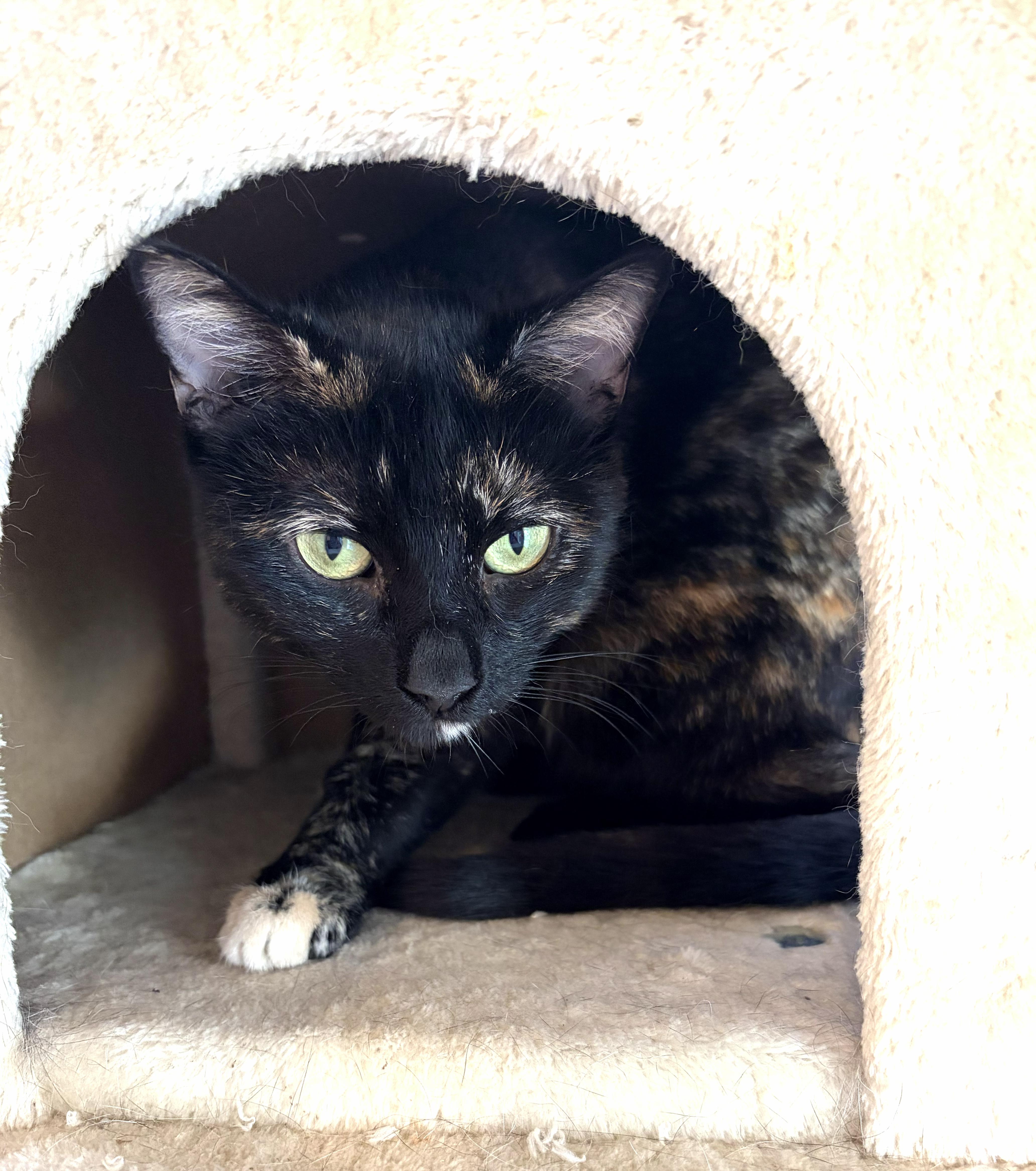 Tori, Adopted, Adult Female Tortoiseshell.