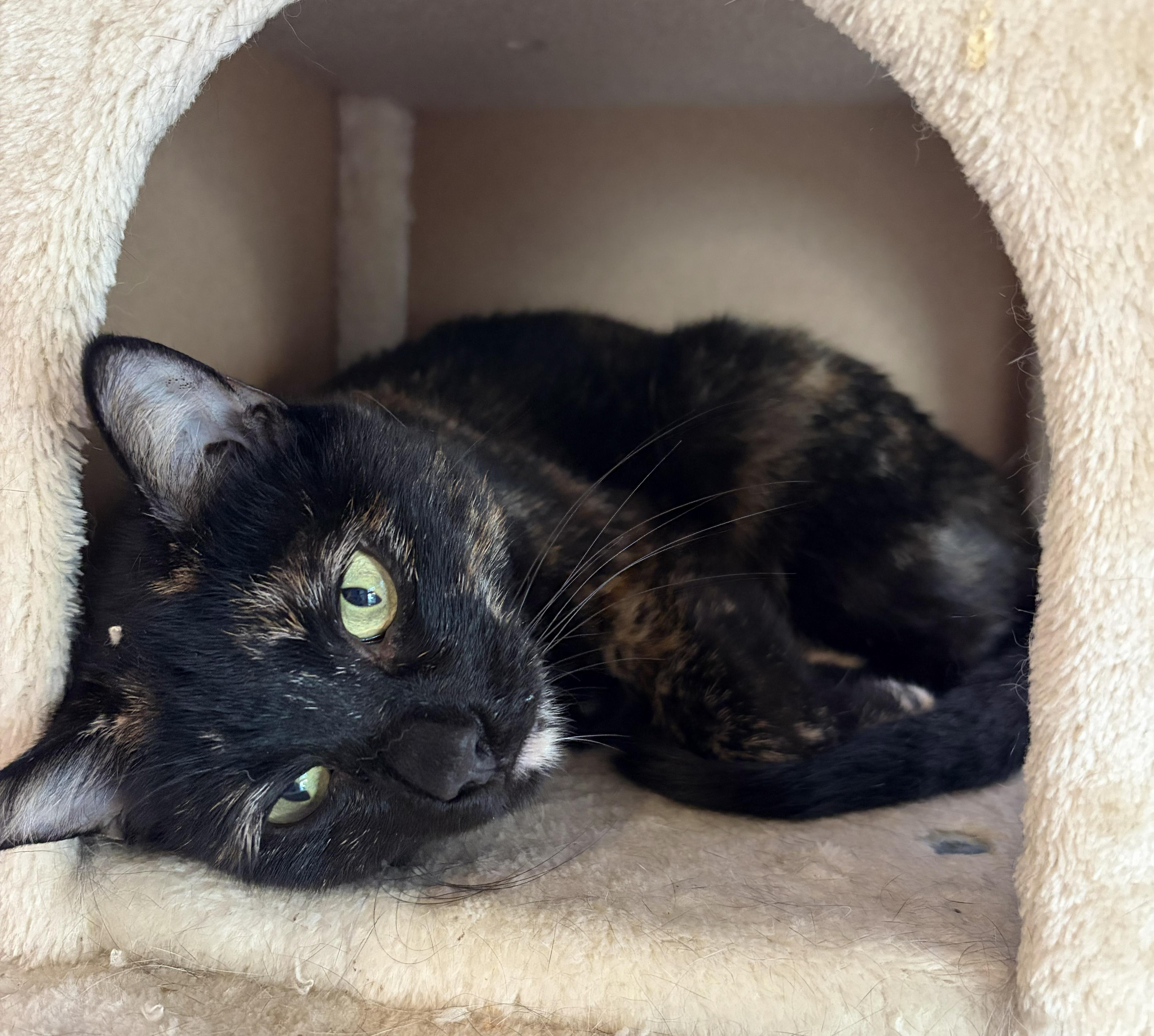 Enlarge Tori, a Adopted Tortoiseshell in Wayne, NJ image 2/3