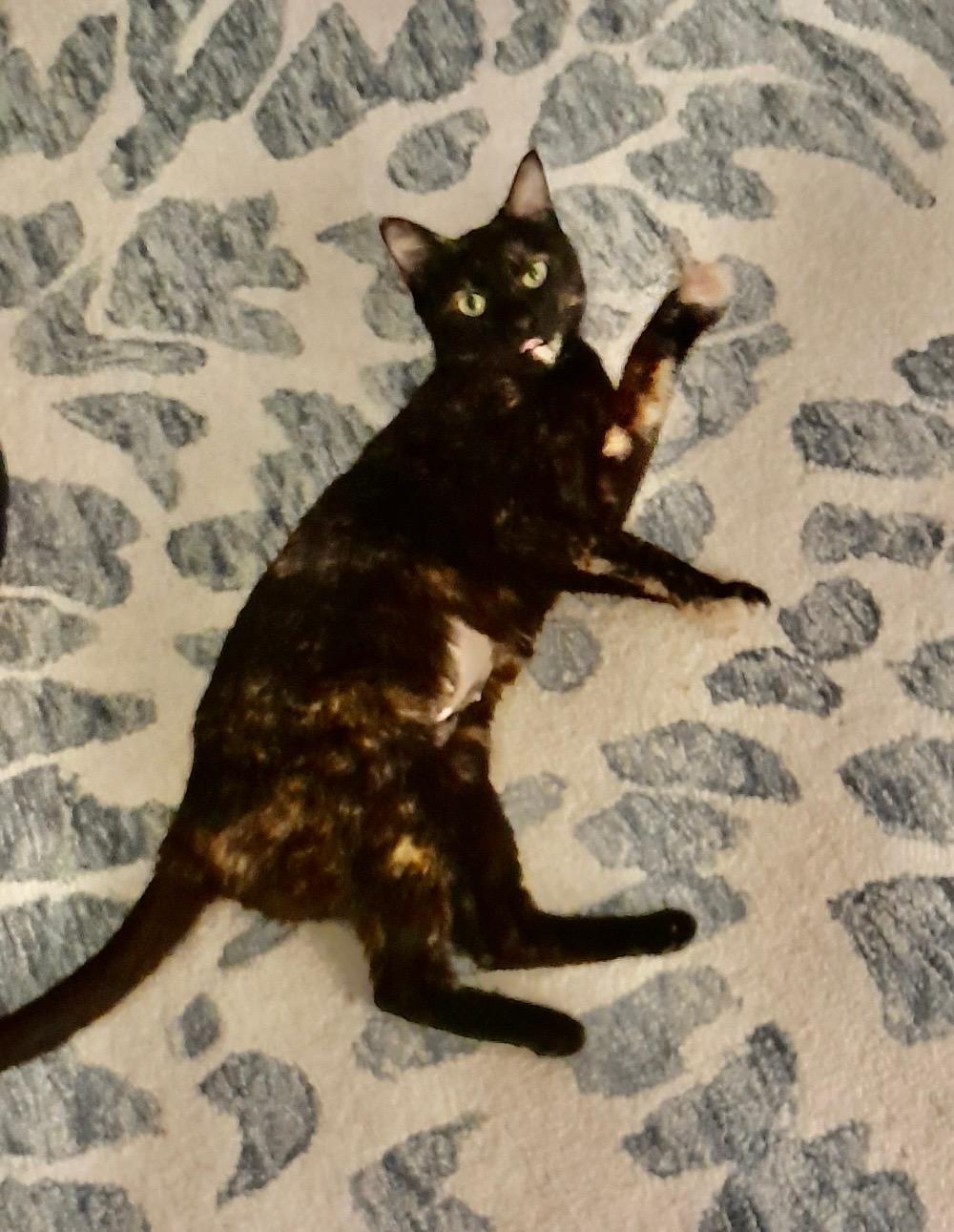 Enlarge Tori, a Adopted Tortoiseshell in Wayne, NJ image 3/3