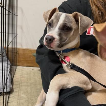 Enlarge Sammie Elle, a ADOPTABLE mixed breed in St. Albans, VT image 2/3
