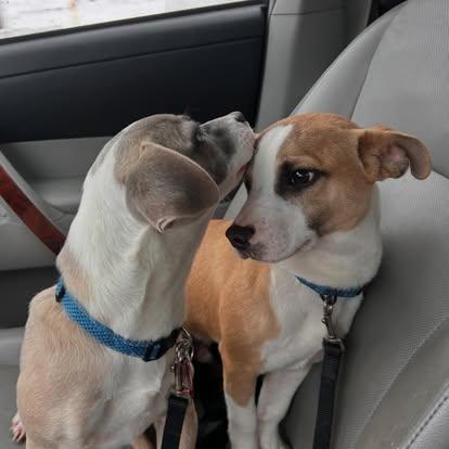 Enlarge Sammie Elle, a ADOPTABLE mixed breed in St. Albans, VT image 3/3