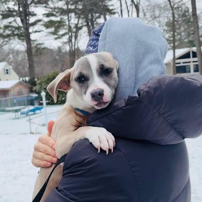 Sammie Elle, ADOPTABLE, Young Female Chihuahua & American Staffordshire Terrier.