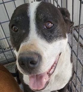 RILEY, Adoptable, Adult Female Mixed Breed.