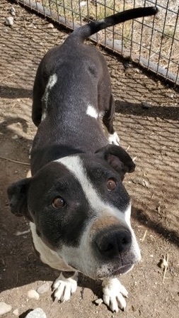 RILEY, a Adoptable mixed breed in San Luis, CO image 2/3