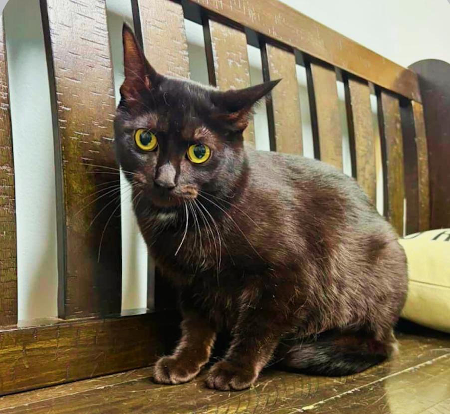 Little, Adoptable, Young Female Domestic Short Hair.