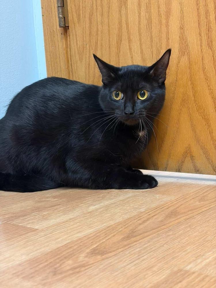 Little, a Adoptable Domestic Short Hair in Plymouth, MN image 2/2