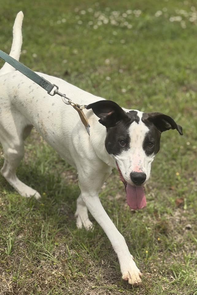 Cooper, Adoptable, Young Male Great Dane & Pointer.