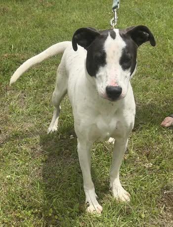 Enlarge Cooper, a Adoptable mixed breed in Monroeville, PA image 2/5