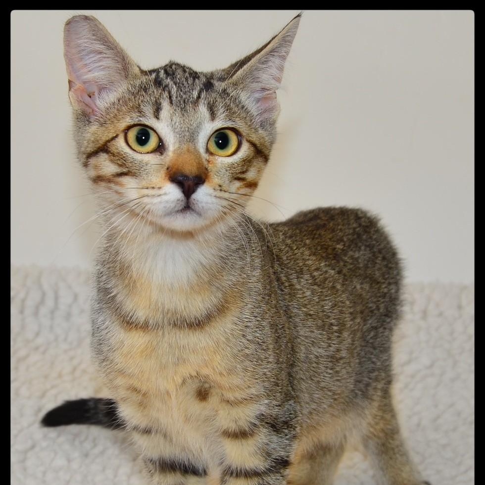 Enlarge Harvey, a ADOPTABLE Tabby in San Andreas, CA image 1/1