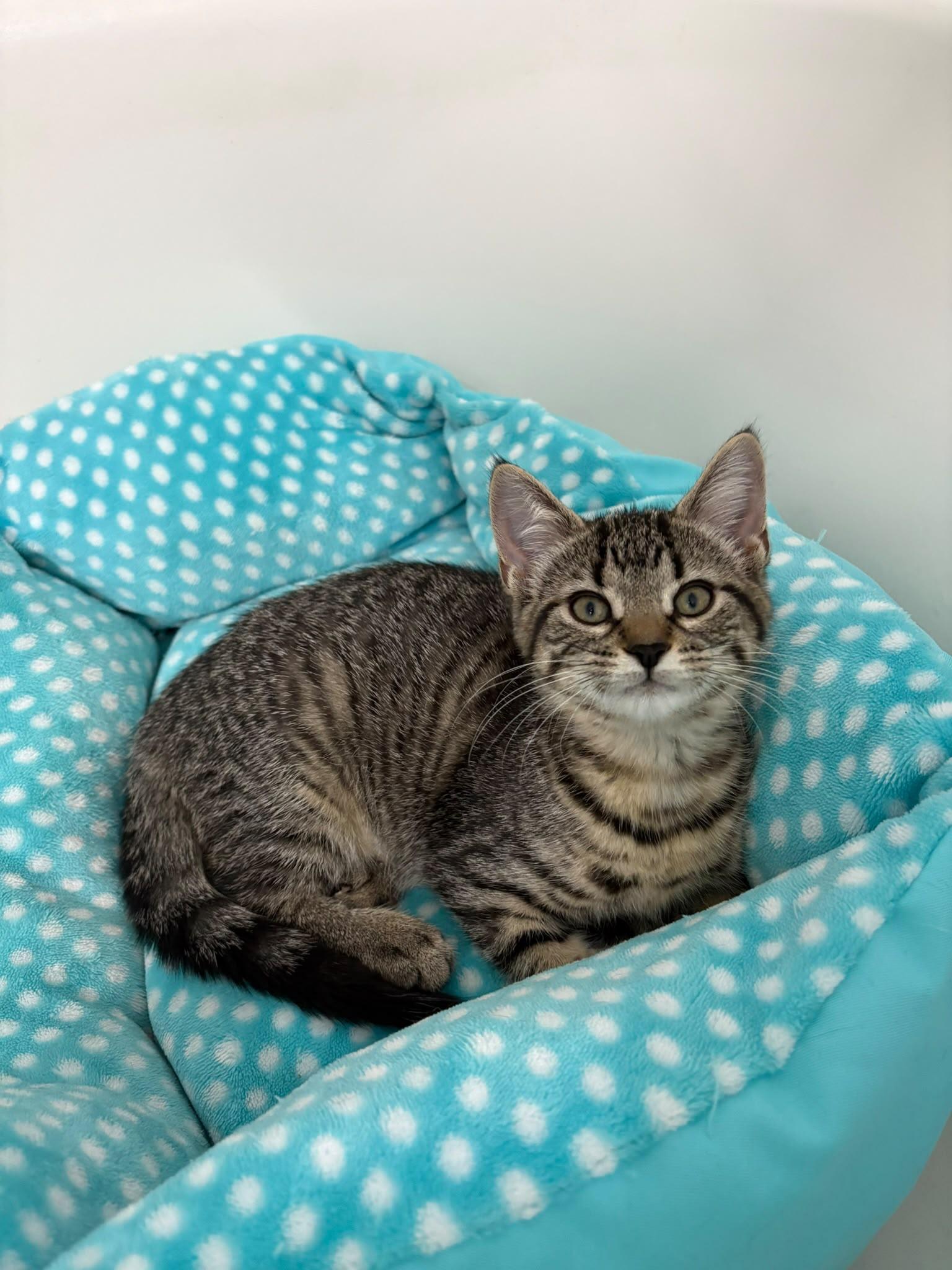 Enlarge Stevie, an adopted Domestic Short Hair in Cambridge, ON image 3/4
