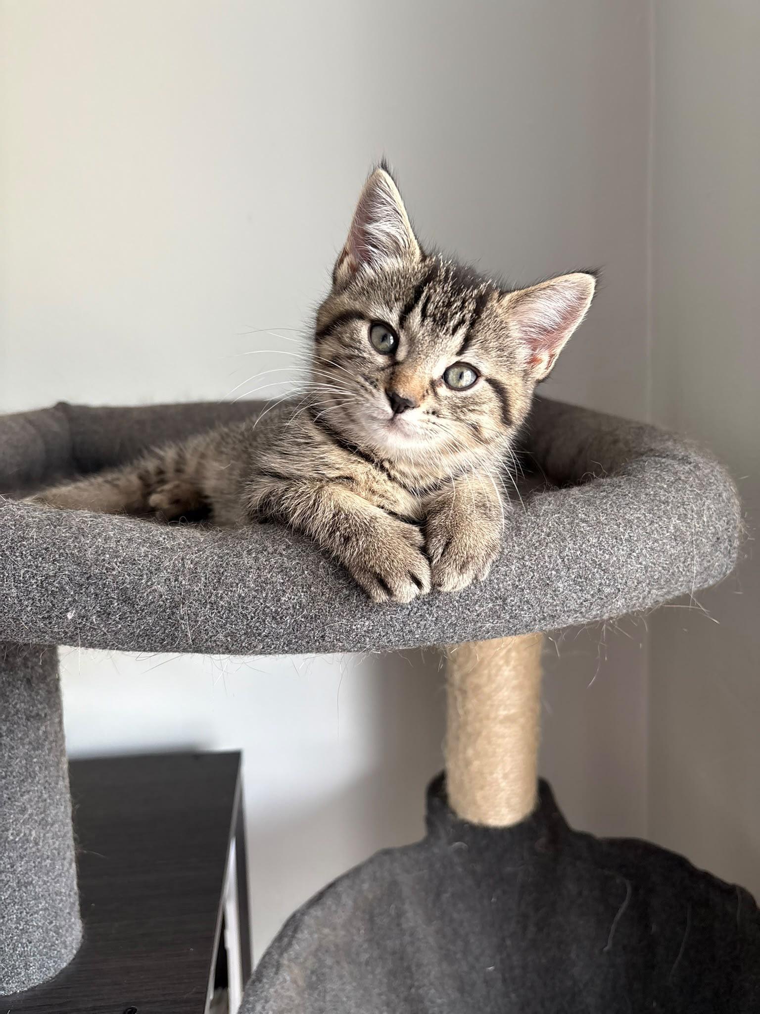 Enlarge Stevie, an adopted Domestic Short Hair in Cambridge, ON image 4/4
