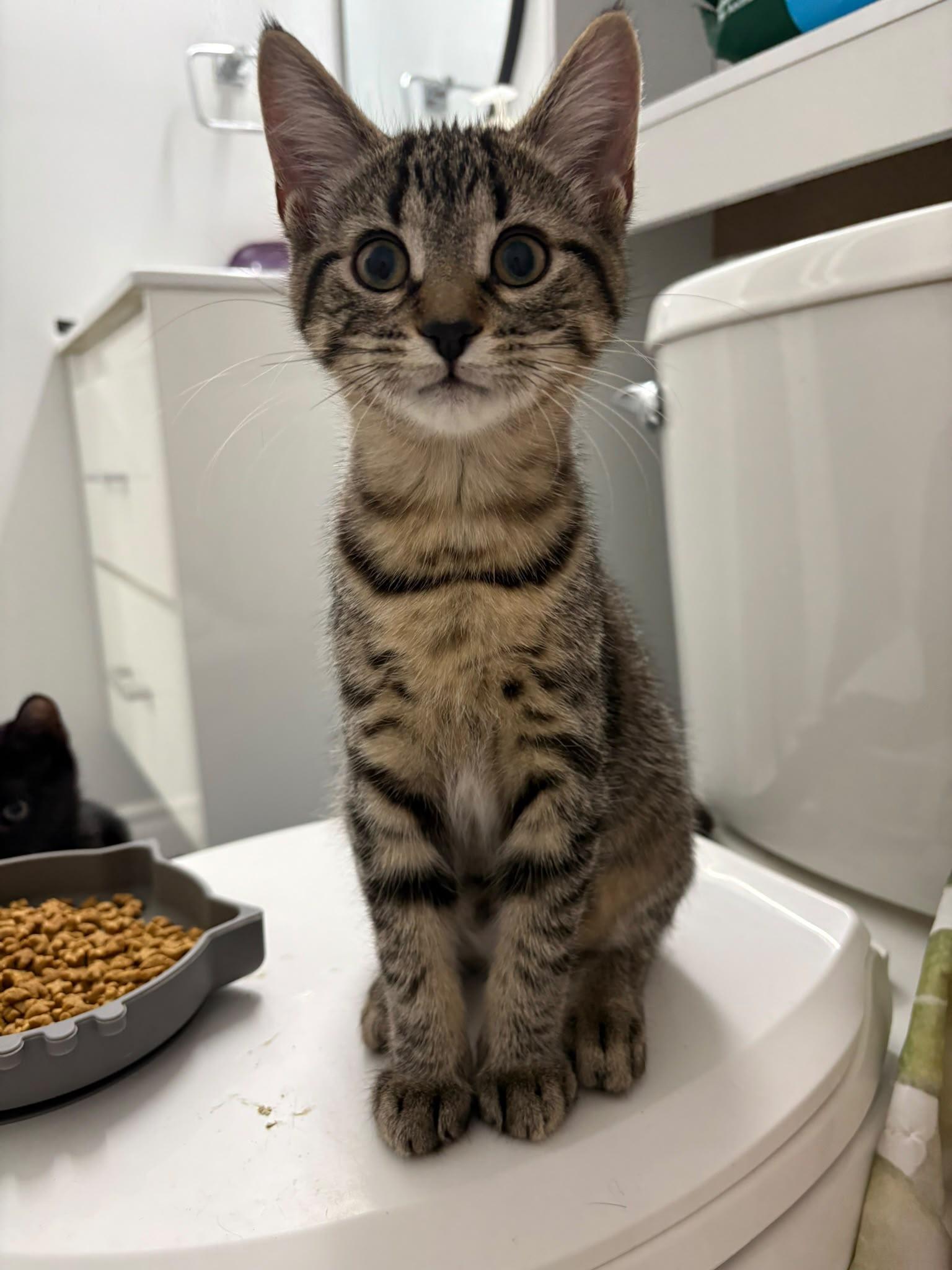 Enlarge Stevie, an adopted Domestic Short Hair in Cambridge, ON image 1/4