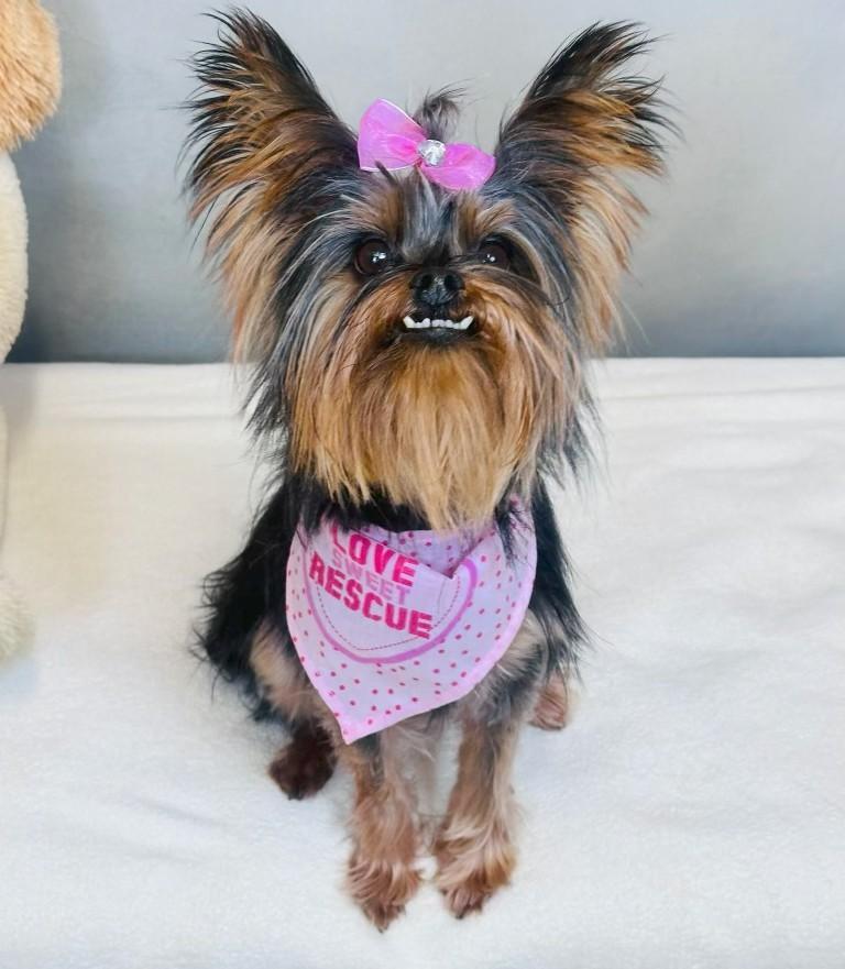 Enlarge Malla - 896, a Adoptable mixed breed in Dallas, TX image 1/4