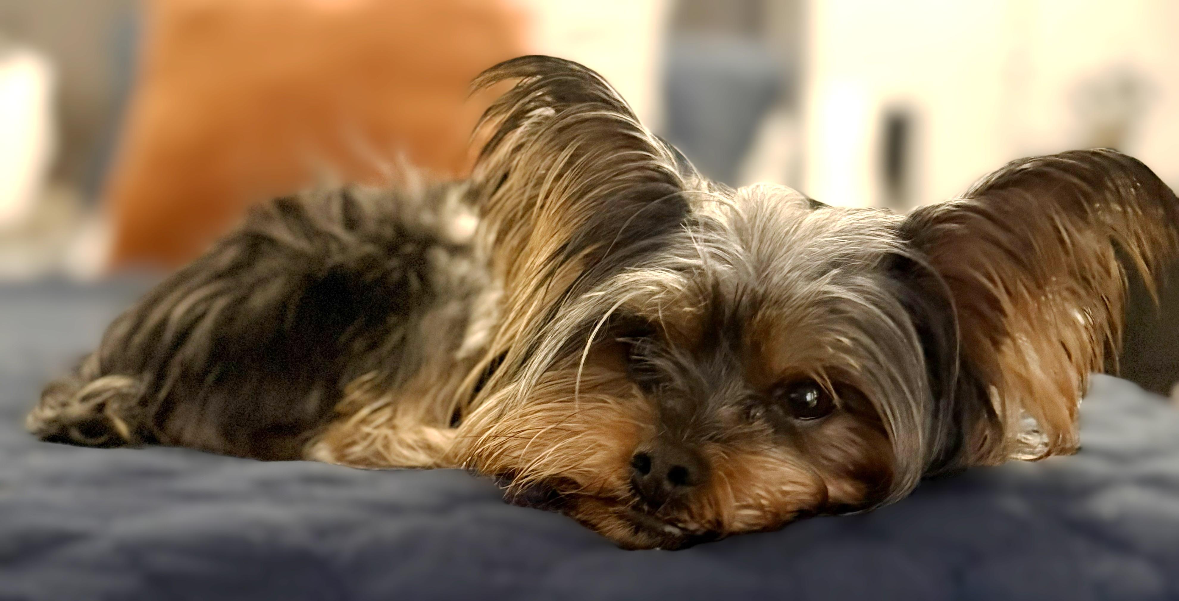 Enlarge Malla - 896, a Adoptable mixed breed in Dallas, TX image 4/4