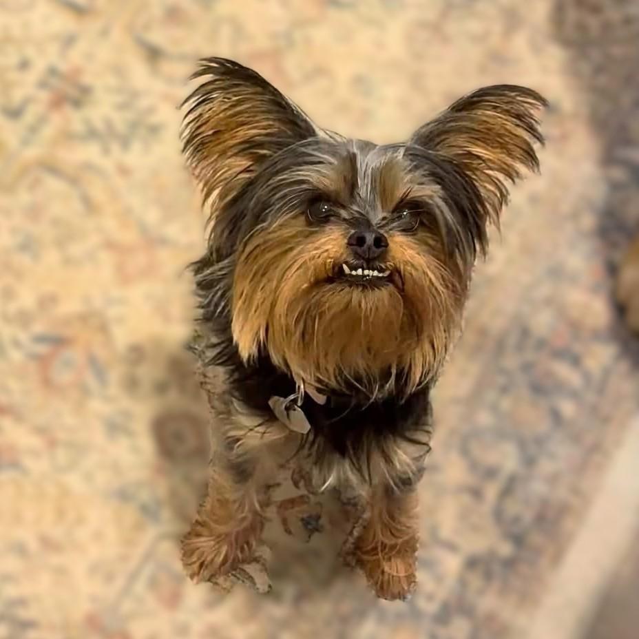 Enlarge Malla - 896, a Adoptable mixed breed in Dallas, TX image 3/4