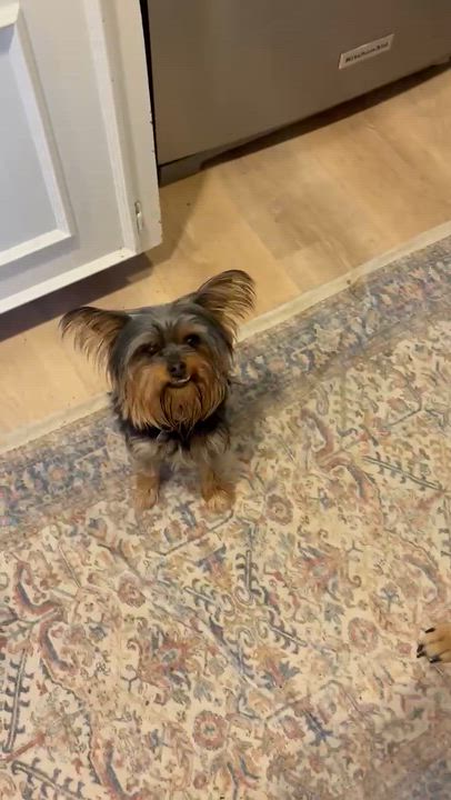 Enlarge Malla - 896, a Adoptable mixed breed in Dallas, TX video 2/4