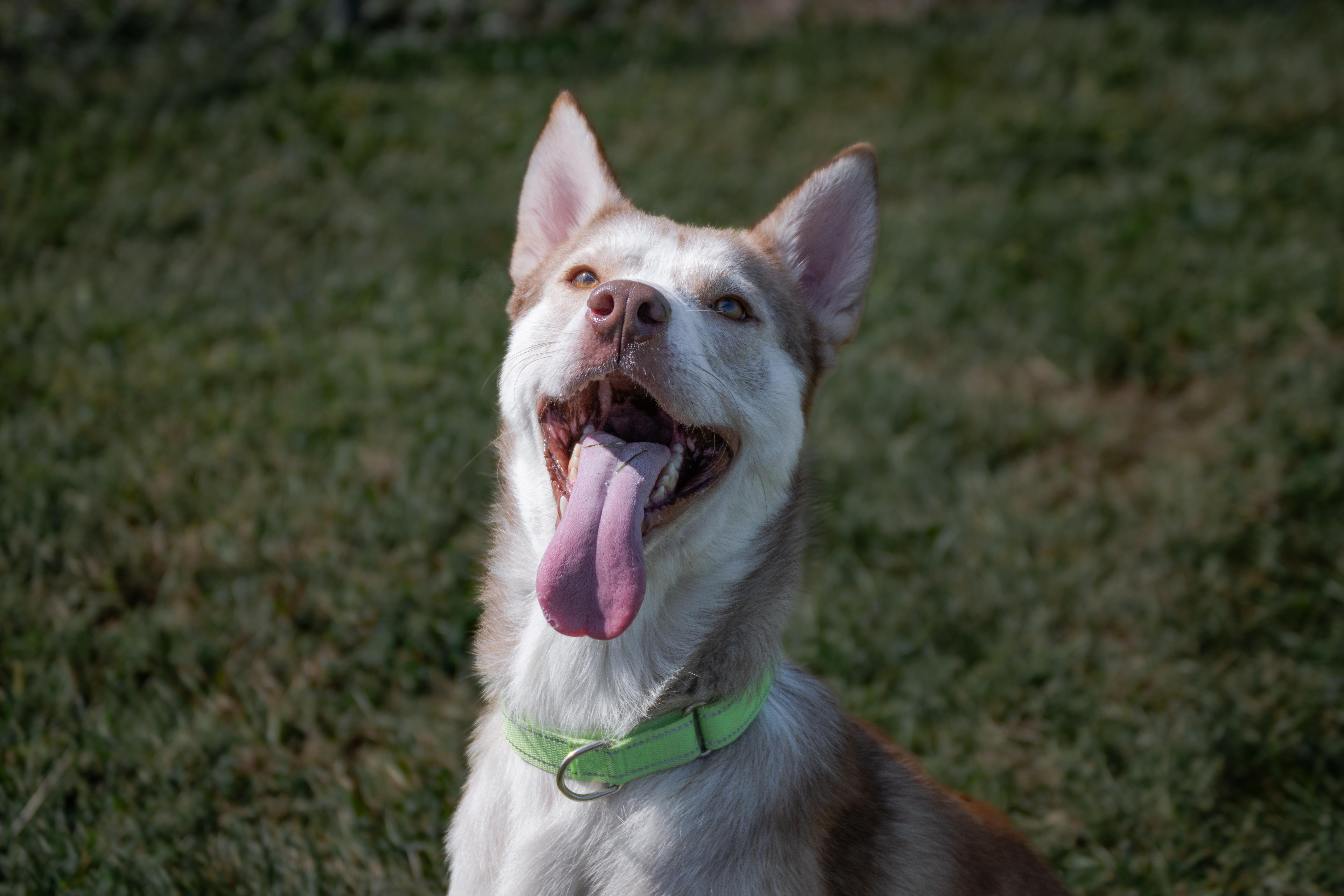 Enlarge Jimbo, a Adoptable mixed breed in Winchester, KY image 1/5