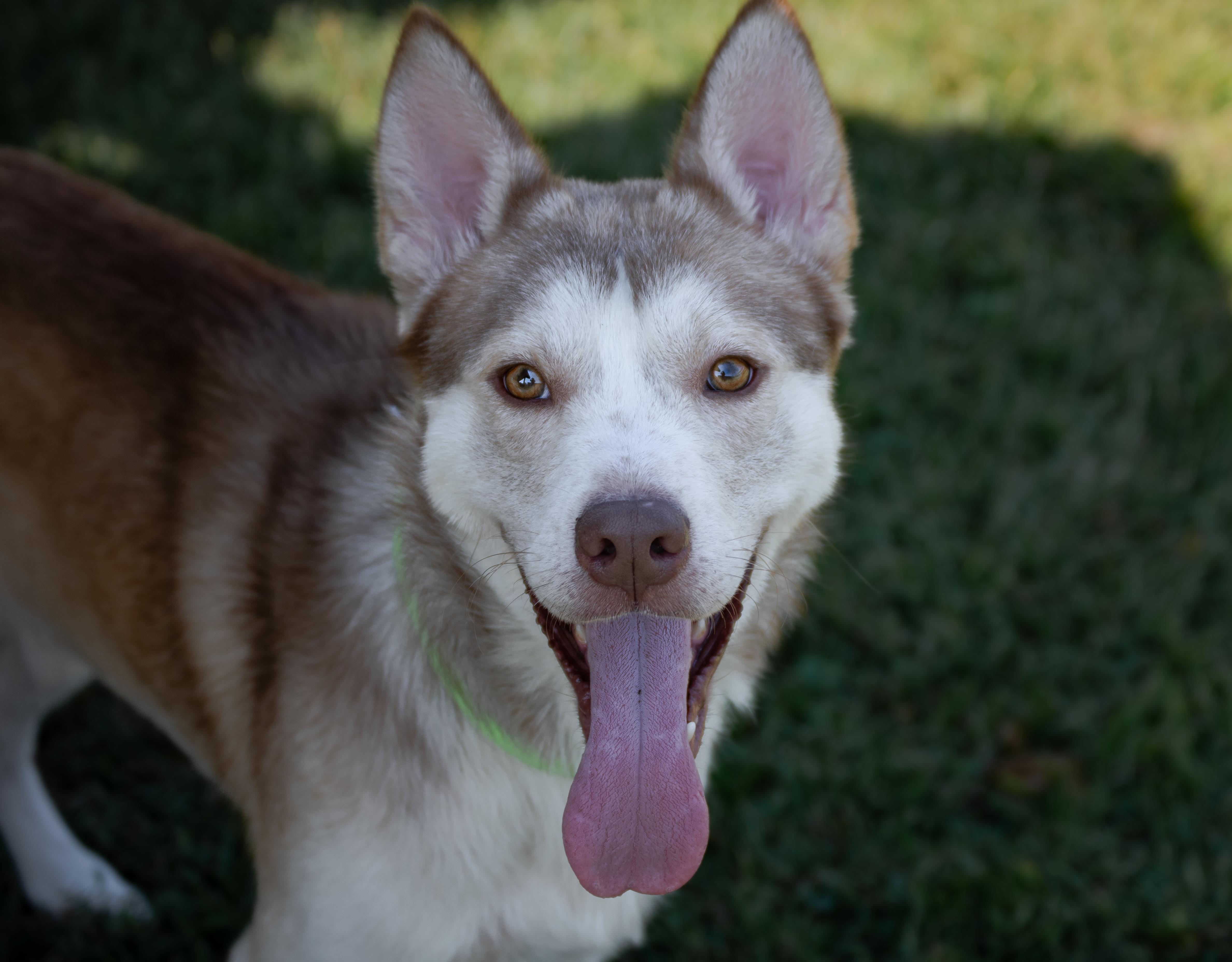 Enlarge Jimbo, a Adoptable mixed breed in Winchester, KY image 2/5