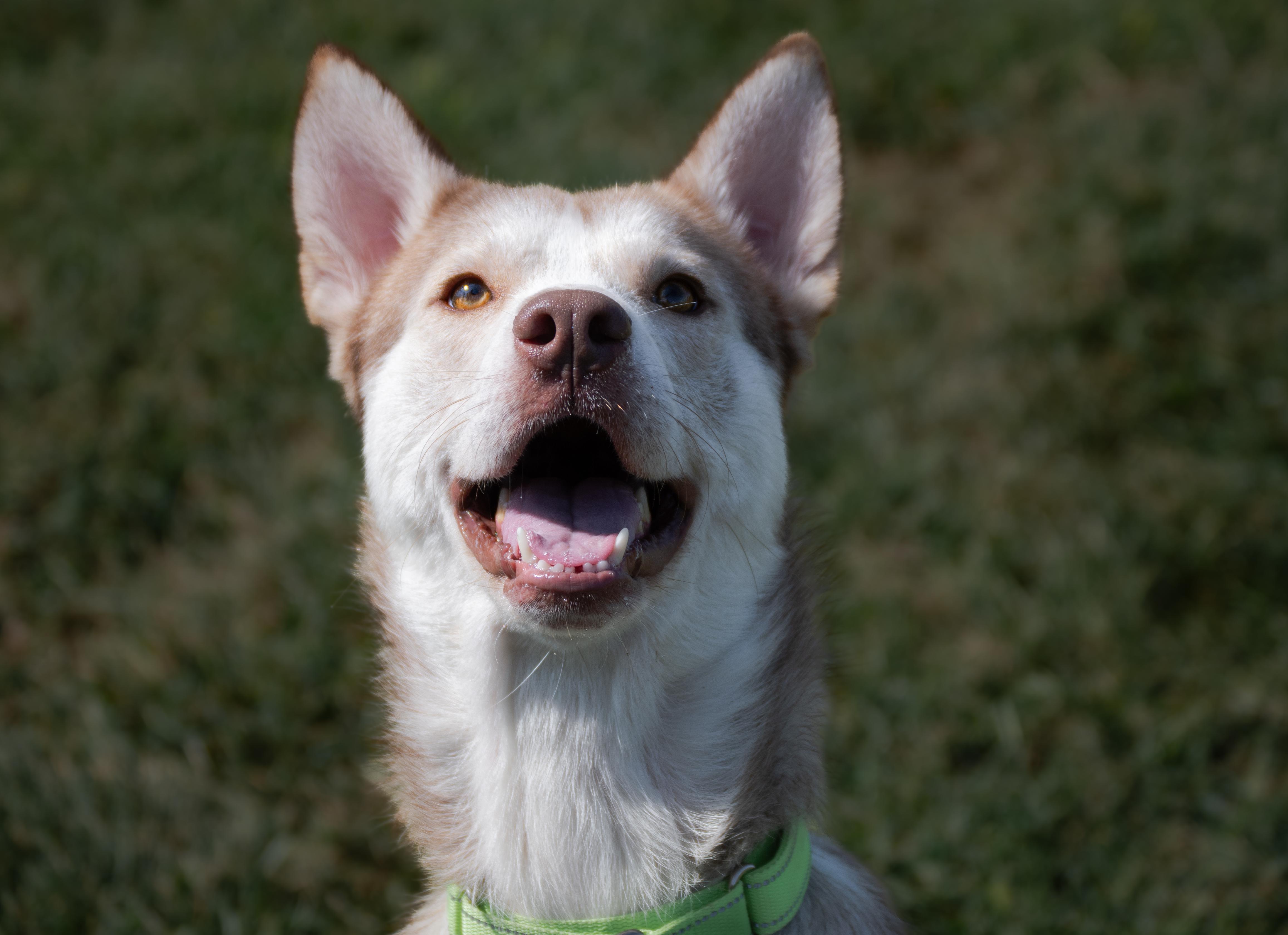 Enlarge Jimbo, a Adoptable mixed breed in Winchester, KY image 3/5