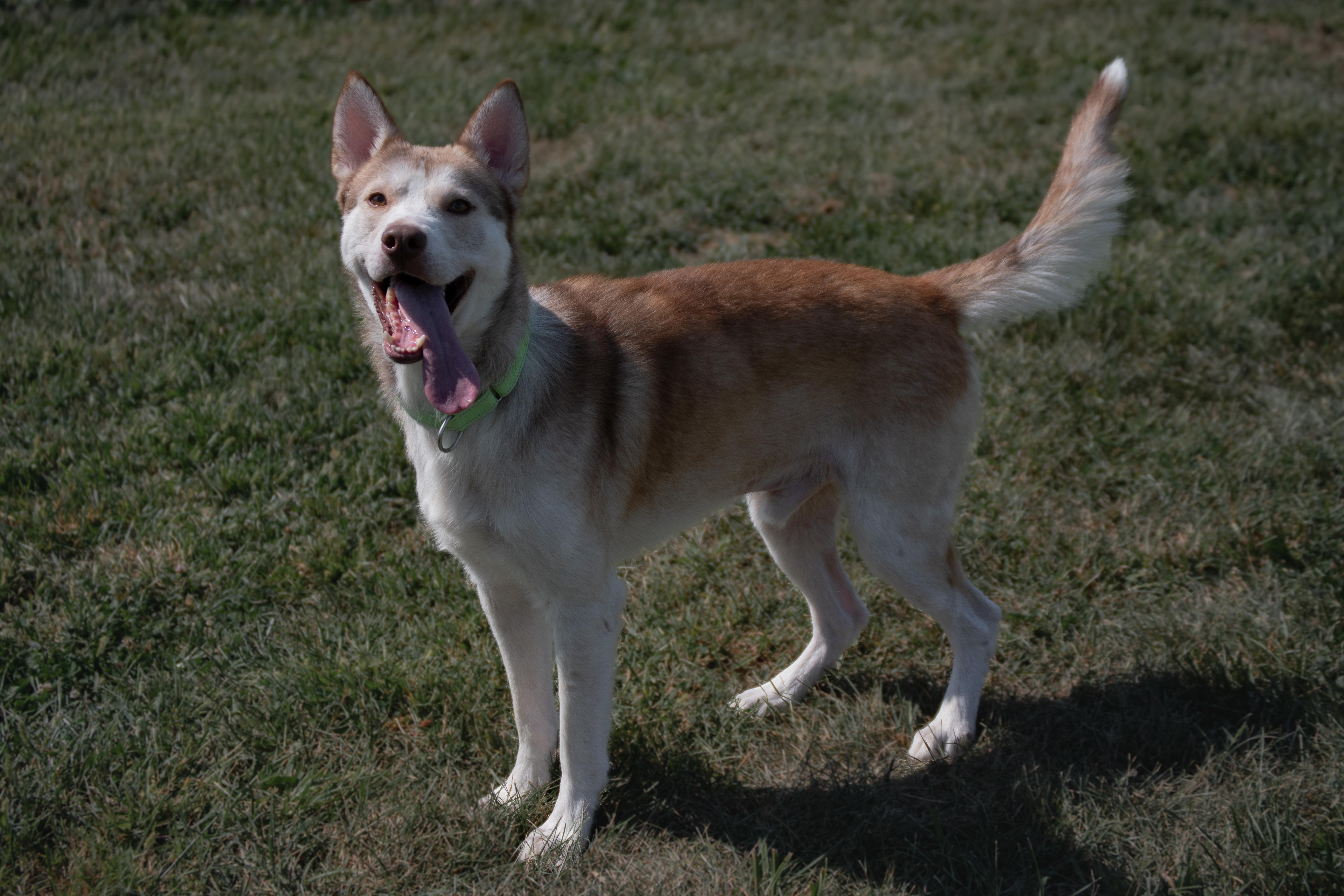 Enlarge Jimbo, a Adoptable mixed breed in Winchester, KY image 4/5