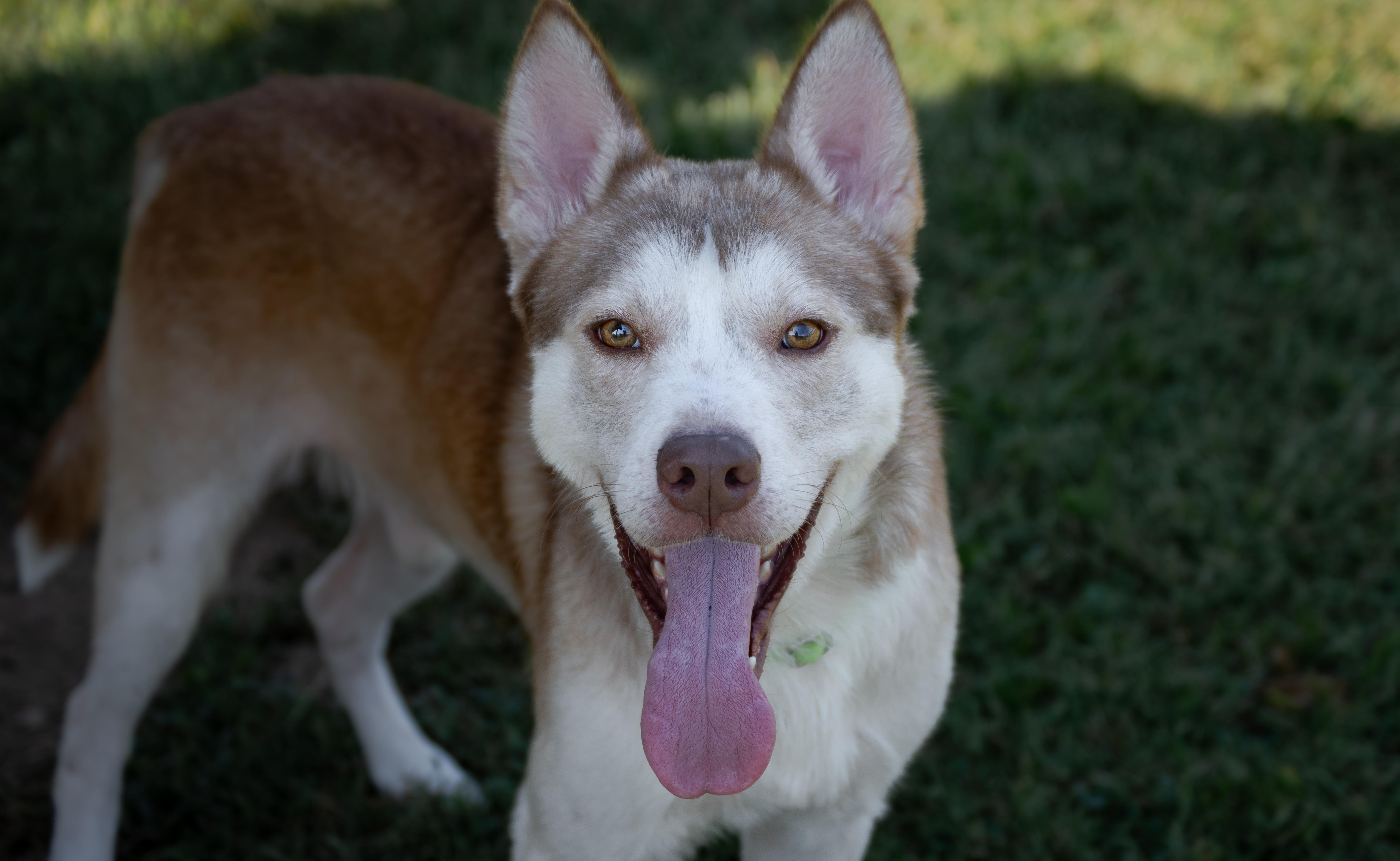 Enlarge Jimbo, a Adoptable mixed breed in Winchester, KY image 5/5