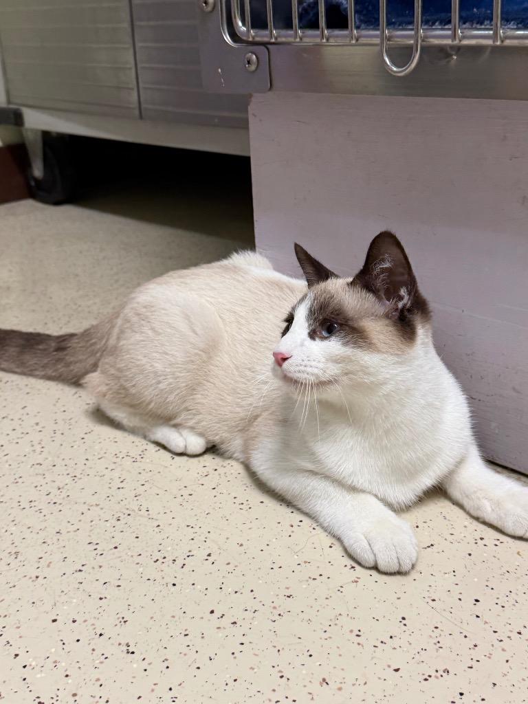 Enlarge Pippen, a Adopted Domestic Short Hair in Amery, WI image 2/3