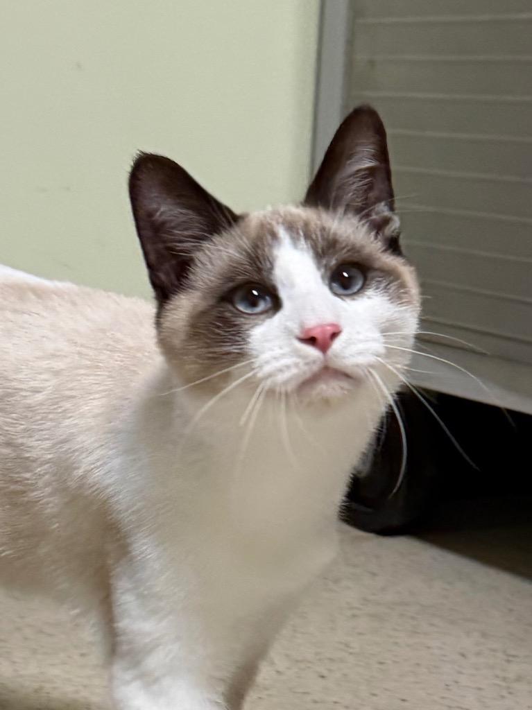 Enlarge Pippen, a Adopted Domestic Short Hair in Amery, WI image 1/3