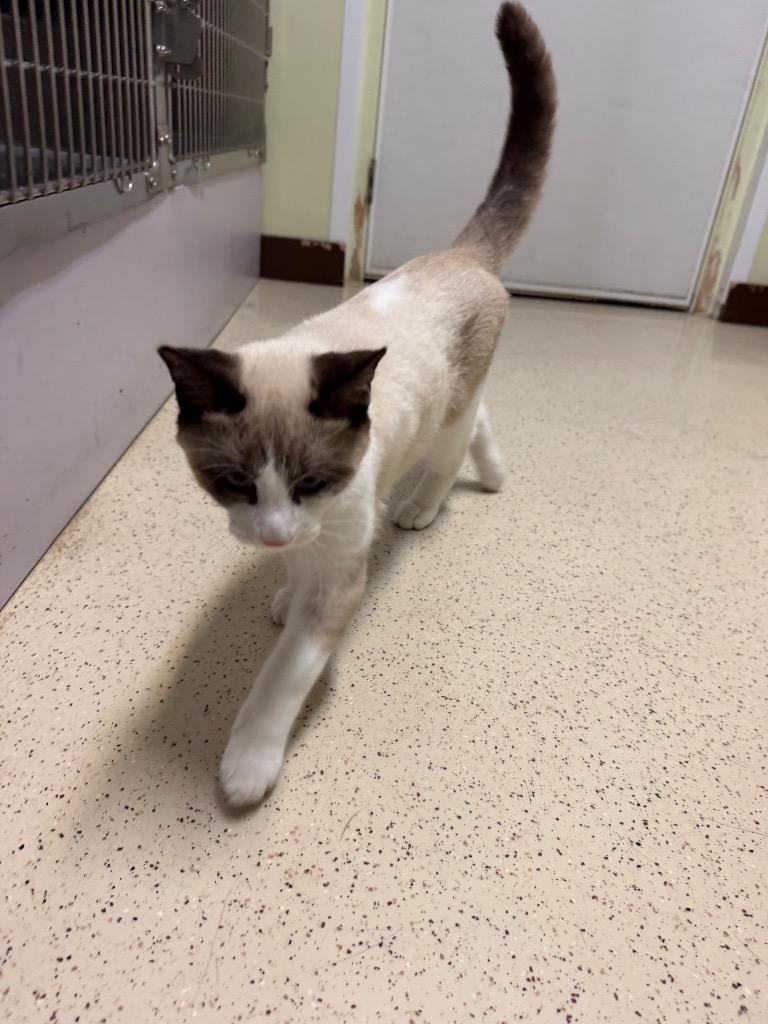 Enlarge Pippen, a Adopted Domestic Short Hair in Amery, WI image 3/3