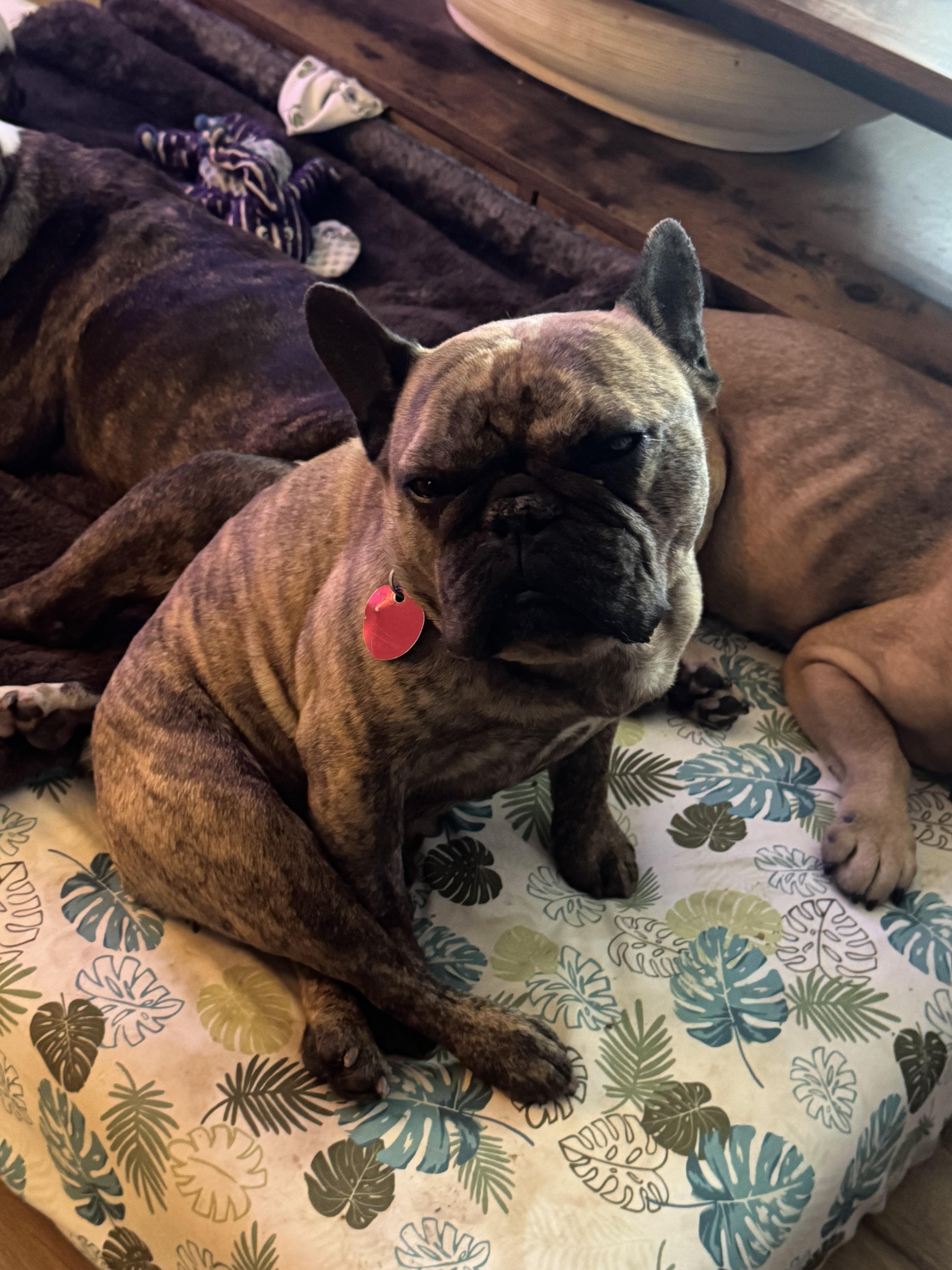 Django, a ADOPTABLE French Bulldog in North Freedom, WI image 3/3