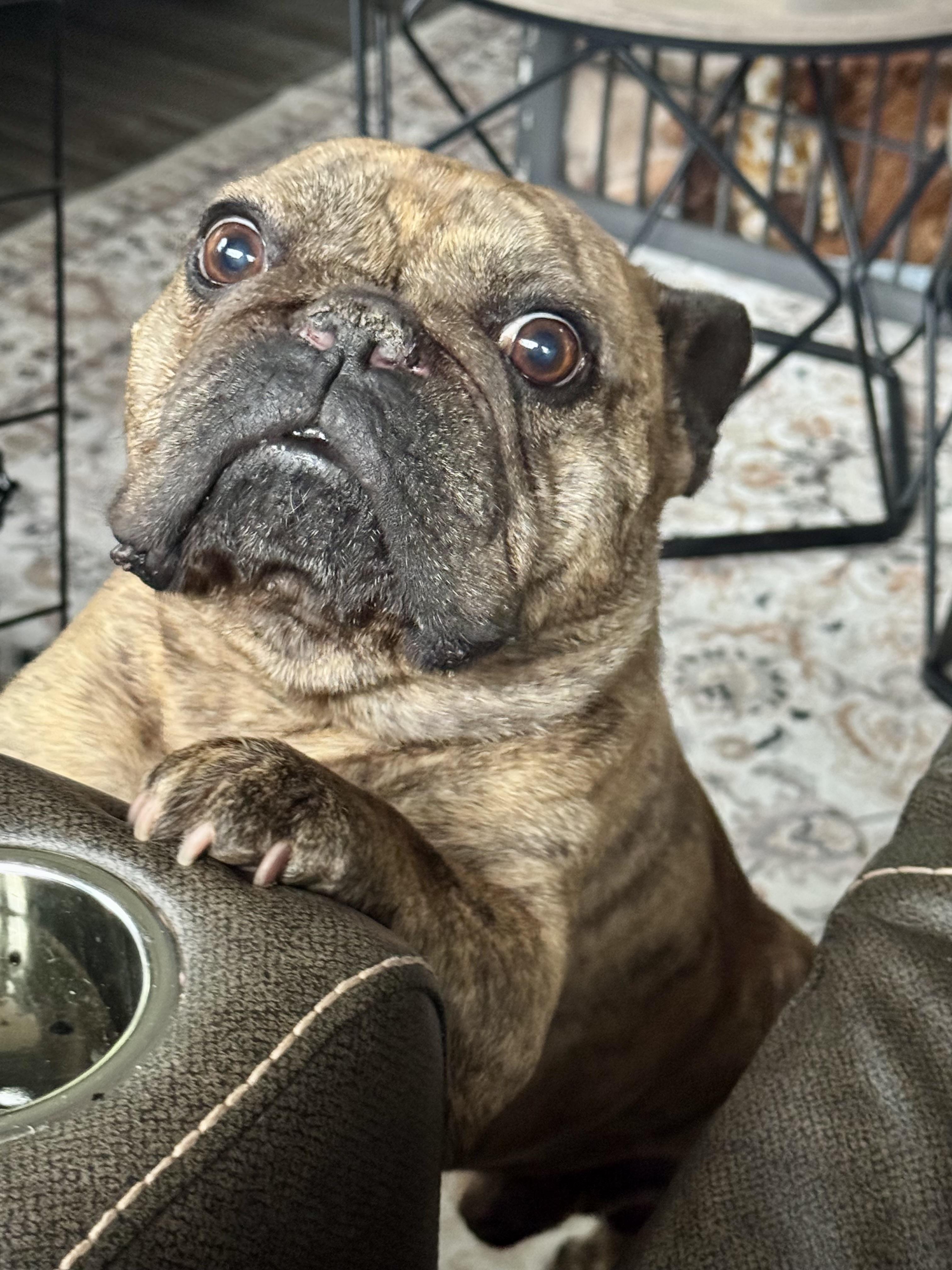 Django, a ADOPTABLE French Bulldog in North Freedom, WI image 2/3