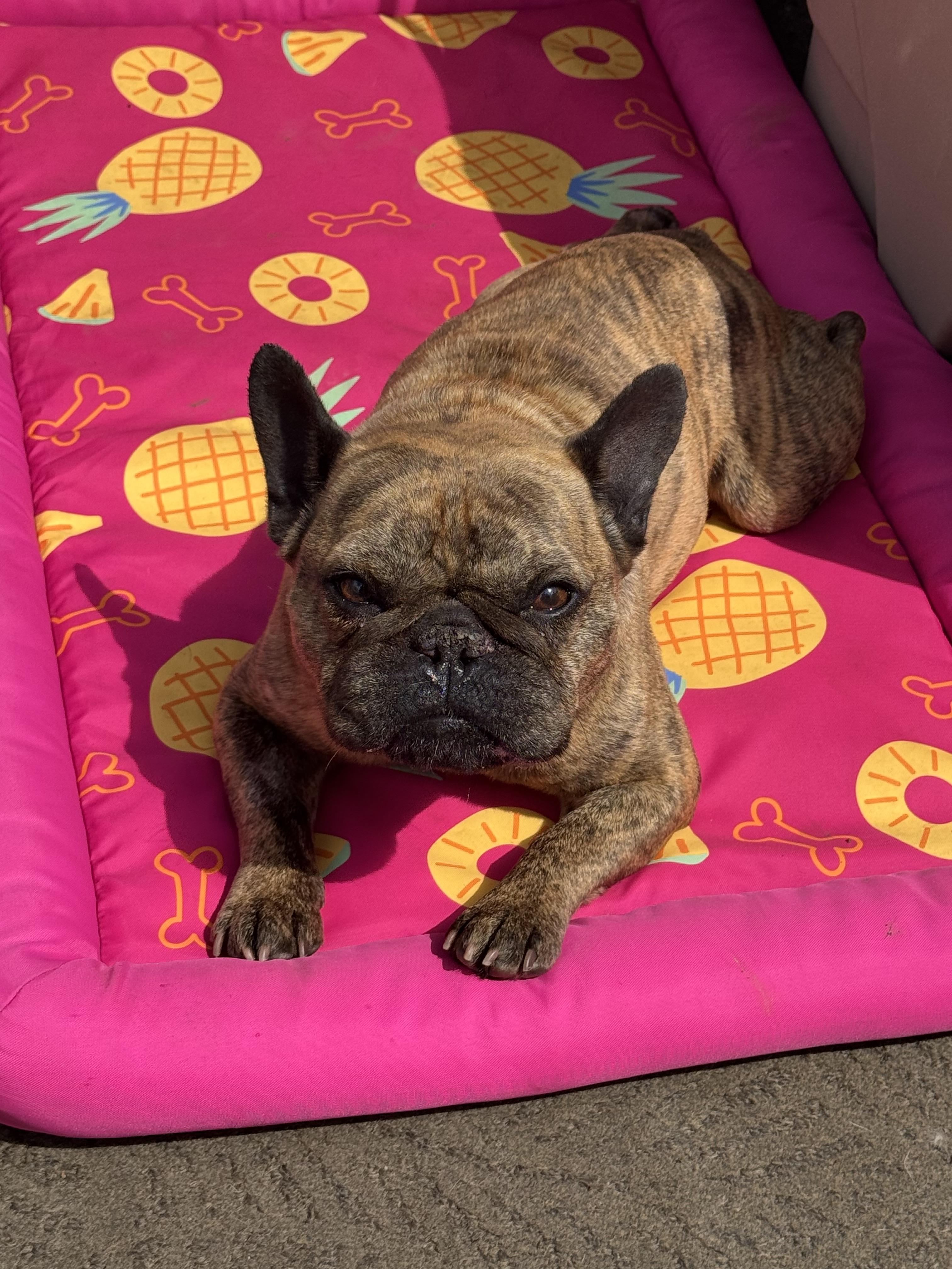 Django, a ADOPTABLE French Bulldog in North Freedom, WI image 1/3