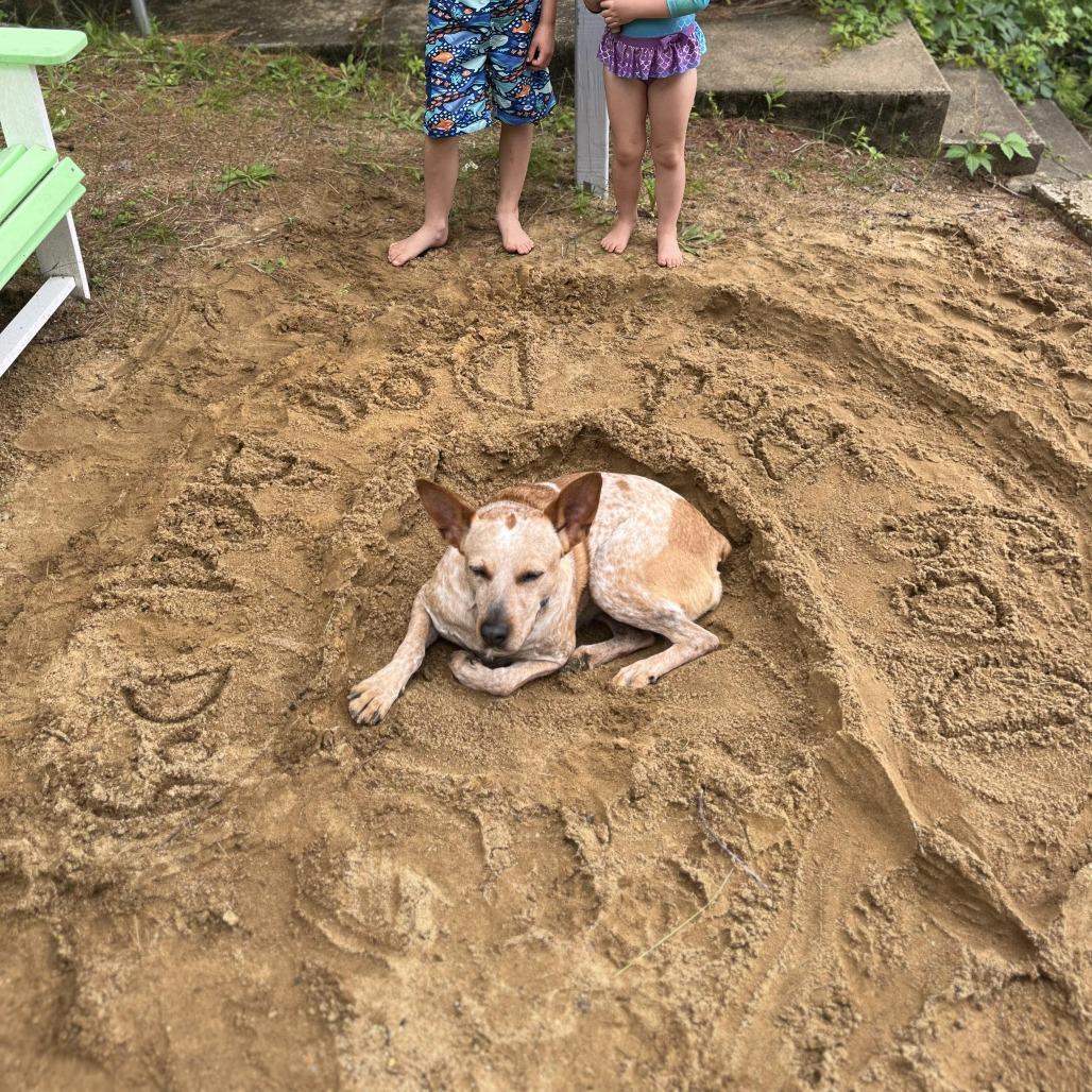 Rebel, Adoptable, Senior Female Cattle Dog.