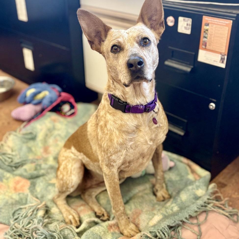 Enlarge Rebel, a Adoptable Cattle Dog in Glenwood Springs, CO image 2/6