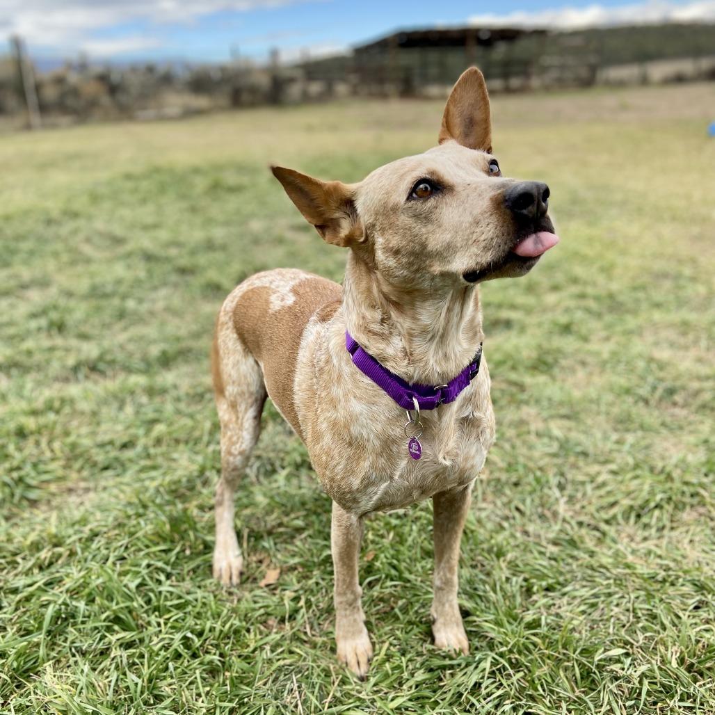 Enlarge Rebel, a Adoptable Cattle Dog in Glenwood Springs, CO image 3/6