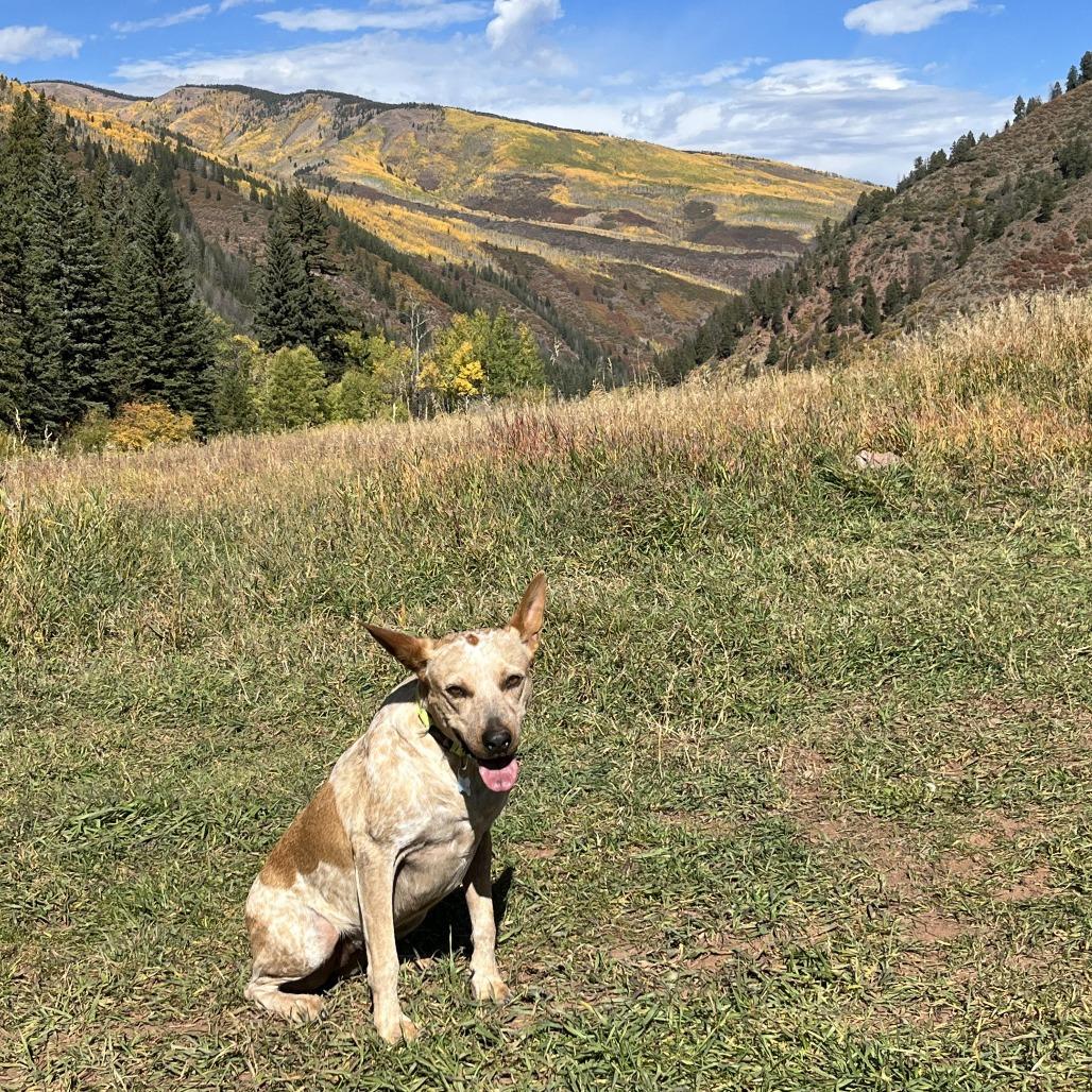 Enlarge Rebel, a Adoptable Cattle Dog in Glenwood Springs, CO image 5/6