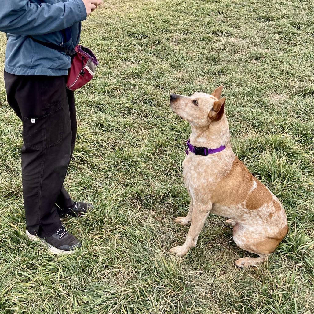 Enlarge Rebel, a Adoptable Cattle Dog in Glenwood Springs, CO image 6/6