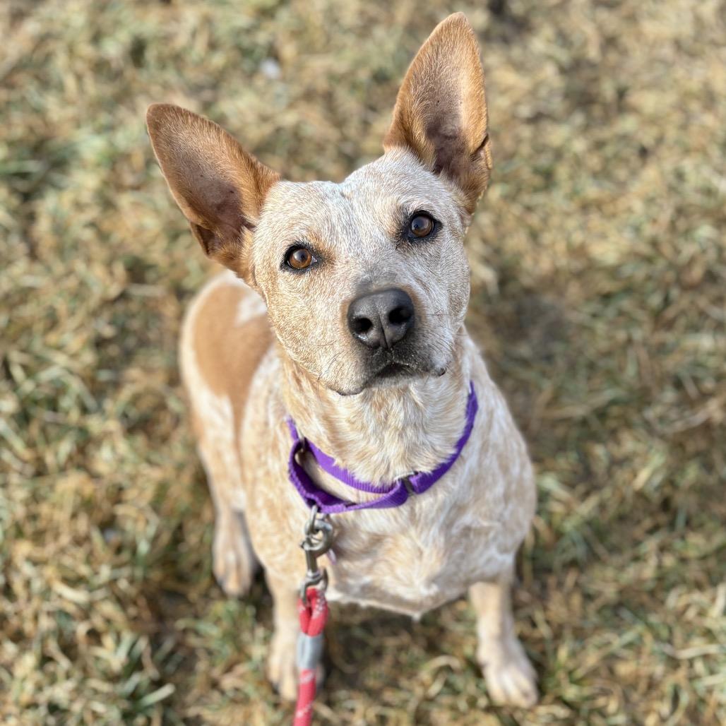 Enlarge Rebel, a Adoptable Cattle Dog in Glenwood Springs, CO image 5/6