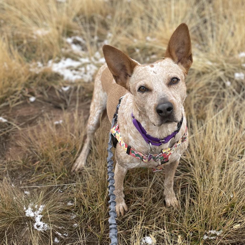 Enlarge Rebel, a Adoptable Cattle Dog in Glenwood Springs, CO image 6/6