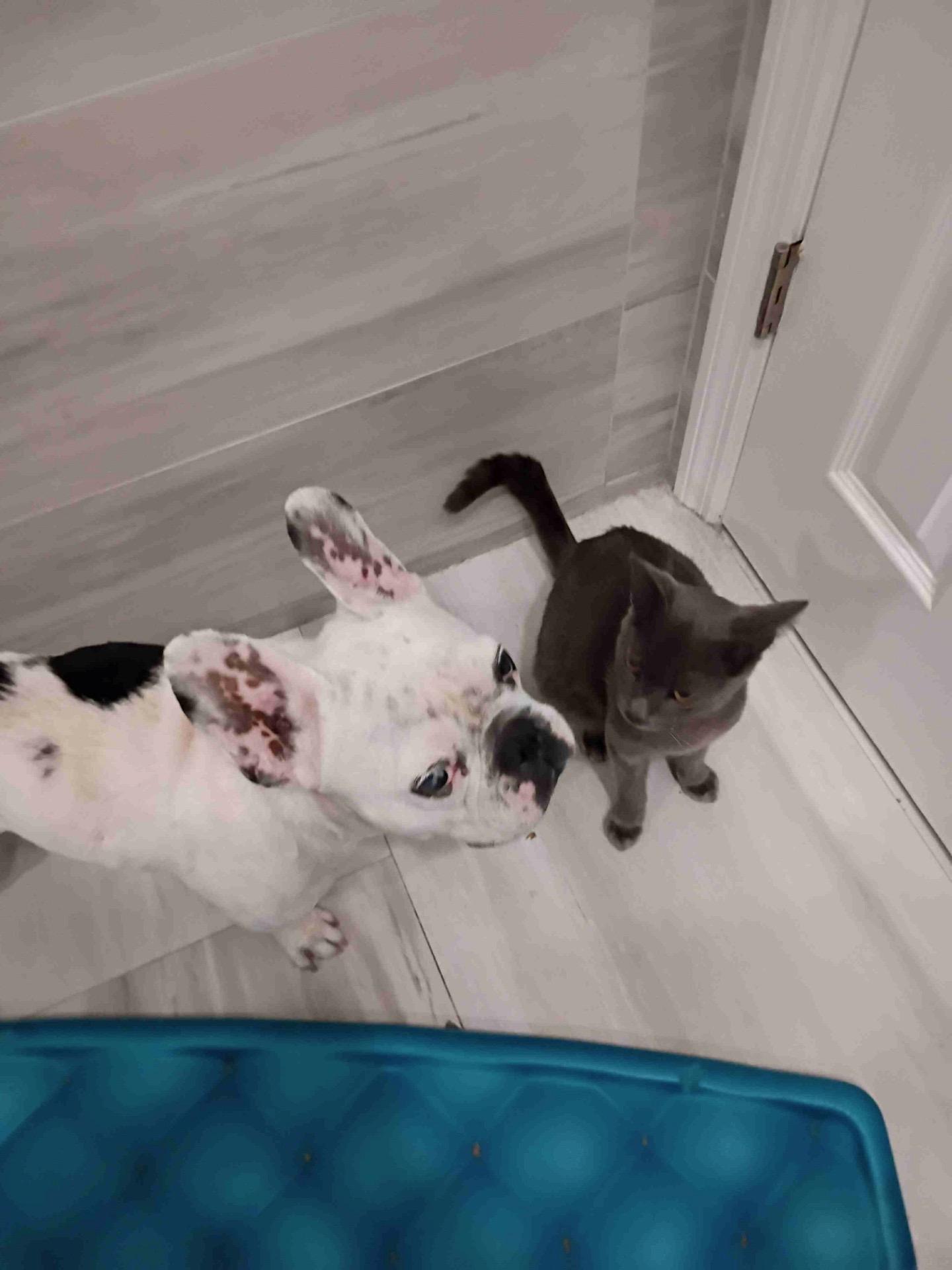 Enlarge Dozer, a ADOPTABLE French Bulldog in Pompano Beach, FL image 3/3