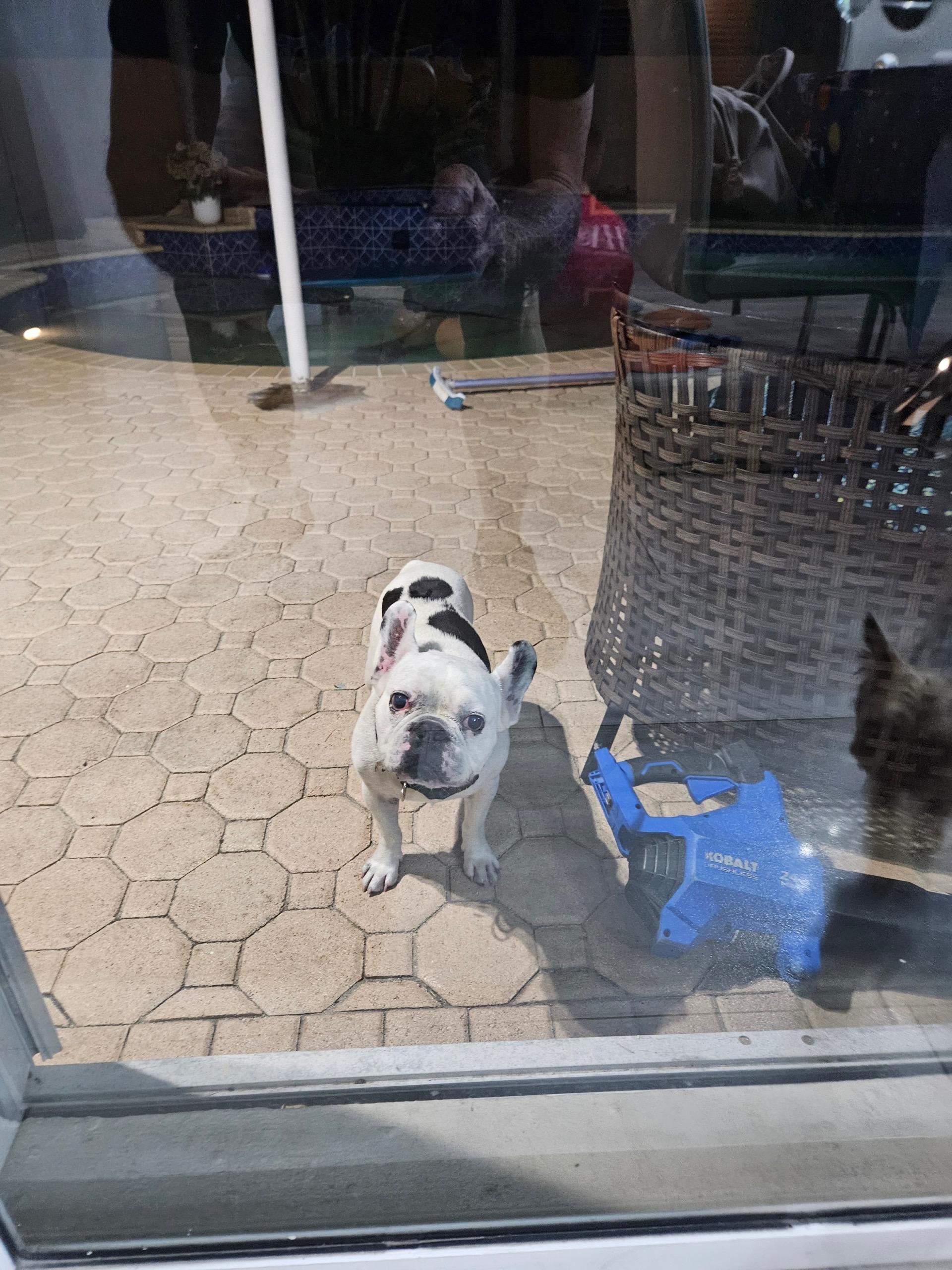 Dozer, ADOPTABLE, Senior Male French Bulldog.