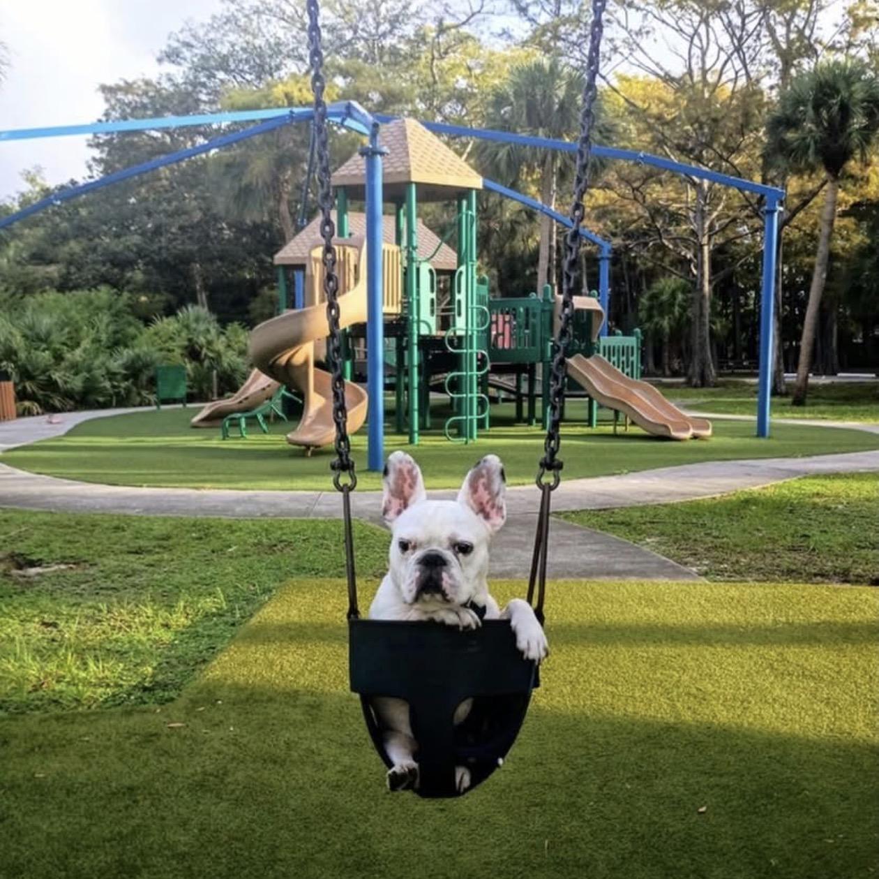 Enlarge Dozer, a ADOPTABLE French Bulldog in Pompano Beach, FL image 2/3