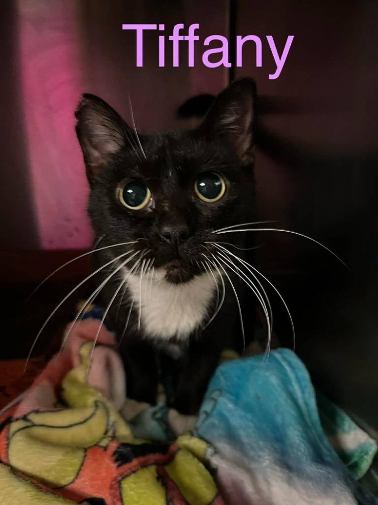 Tiffany, Adoptable, Adult Female Domestic Short Hair.